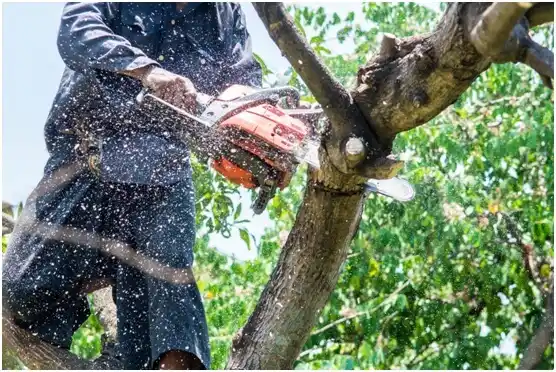 tree services Bajadero